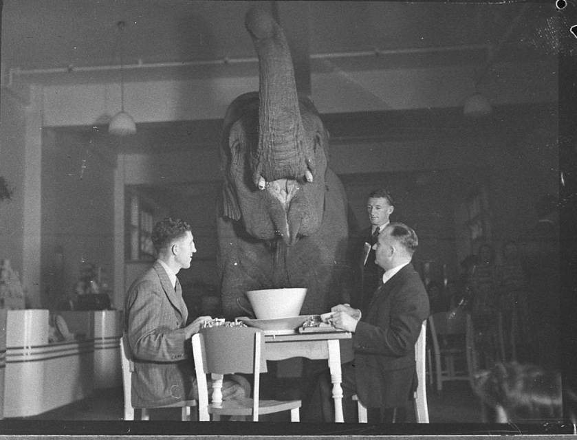 Elephant's tea party, Robur Tea Room, 24 March 1939, by Sam Hood
